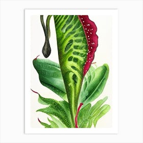 Hart's Tongue Fern Wildflower Watercolour 1 Art Print
