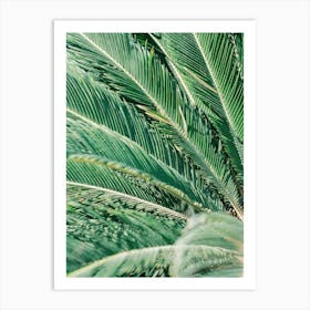 Palm Leaf // Valencia, Spain, Travel & Nature Photography  Art Print