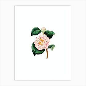 Vintage Gray's Invincible Camellia Botanical Illustration on Pure White n.0878 Art Print