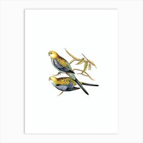 Vintage Pale Headed Parakeet Parrot Bird Illustration on Pure White n.0144 Art Print
