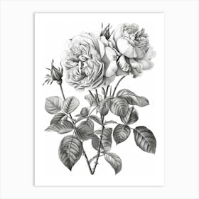 Roses Sketch 1 Art Print