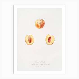 Nectarine (Malus Persica Hybrida) From Pomona Italiana (1817 1839), Giorgio Gallesio Art Print