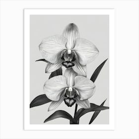 Phragmipedium Orchids Ink 2 Art Print