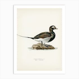 Long Tailed Duck Male, The Von Wright Brothers 1 Art Print