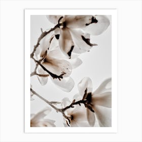 White Magnolia 2 Art Print
