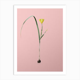 Vintage Cape Tulip Botanical on Soft Pink n.0621 Art Print