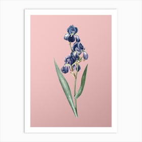 Vintage Dalmatian Iris Botanical on Soft Pink n.0936 Art Print
