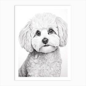 Bichon Frise Dog, Line Drawing 2 Art Print