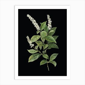Vintage Virginia Sweetspire Botanical Illustration on Solid Black n.0225 Art Print