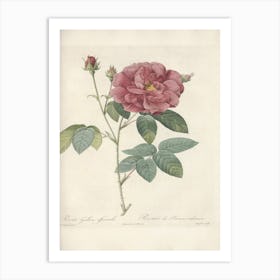 Rose Illustration, Pierre Joseph Redoute(106) Art Print