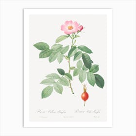 The Apple Rose, Pierre Joseph Redoute 1 Art Print