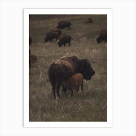 Nursing Bison Calf Art Print