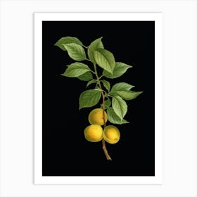 Vintage Briancon Apricot Botanical Illustration on Solid Black n.0883 Art Print