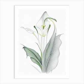 Zantedeschia Floral Quentin Blake Inspired Illustration 1 Flower Art Print