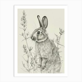 Satin Rabbit Drawing 2 Art Print