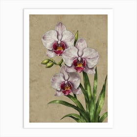 Orchids 1 Art Print