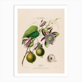 Passion Fruit 1 Art Print