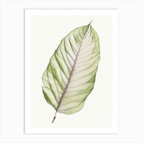 Magnolia Leaf Illustration Art Print