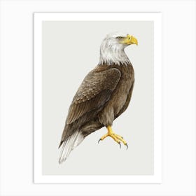 Bald Eagle 1 Art Print