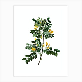 Vintage Siberian Pea Tree Botanical Illustration on Pure White n.0481 Art Print