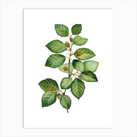 Vintage European Beech Botanical Illustration on Pure White Art Print