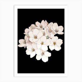 Cherry Blossoms 28 Art Print