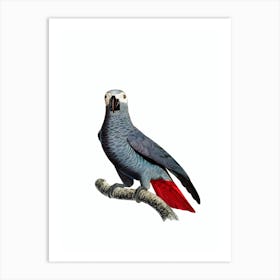 Vintage Congo Grey Parrot Bird Illustration on Pure White n.0033 Art Print