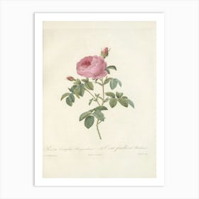 Rose Illustration, Pierre Joseph Redoute (47) Art Print