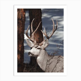 Deer In The Sun Art Print