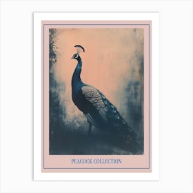 Peacock In The Wild Cyanotype Inspired 2 Poster Art Print