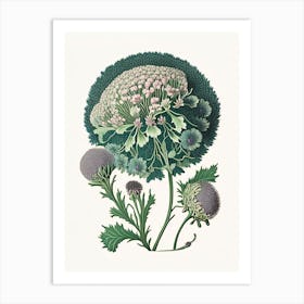 Scabiosa 3 Floral Botanical Vintage Poster Flower Art Print