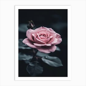 Pink Rose 42 Art Print