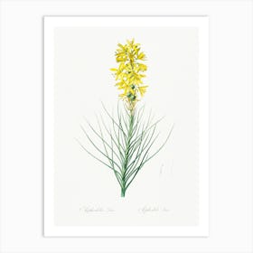 Yellow Asphodel, Pierre Joseph Redoute Art Print