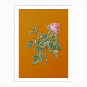 Vintage Dwarf Damask Rose Botanical on Sunset Orange n.0538 Art Print