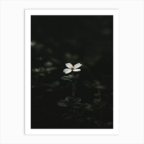 White Flower In The Dark 36 Art Print