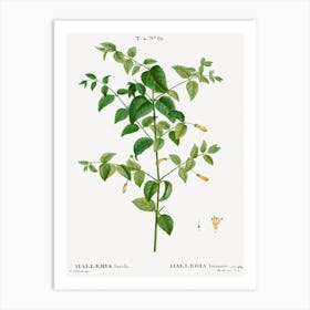 Tree Fuchsia, Pierre Joseph Redoute Art Print