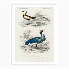 Different Types Of Birds, Charles Dessalines D'Orbigny 20 Art Print