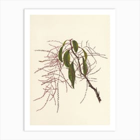 Eucalyptus 2 Art Print