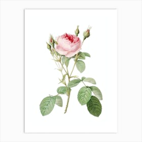 Vintage Double Moss Rose Botanical Illustration on Pure White n.0237 Art Print