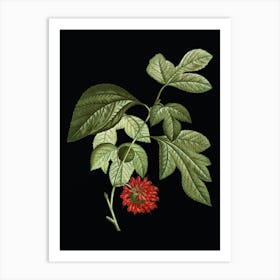 Vintage Paper Mulberry Flower Botanical Illustration on Solid Black n.0748 Art Print