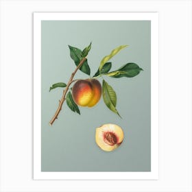 Vintage Peach Botanical Art on Mint Green n.0637 Art Print