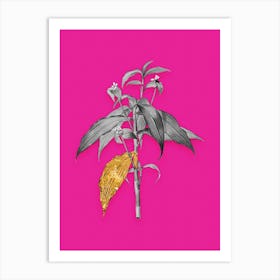 Vintage Commelina Zanonia Black and White Gold Leaf Floral Art on Hot Pink n.0996 Art Print