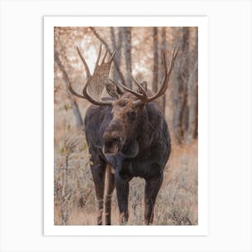 Moose In Forest Art Print