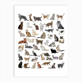 Many Cats Art Print
