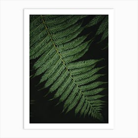 Botanical Fern | Black and Green | Nature Photography | Moody Art Print