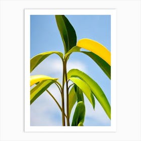 Banana Plant 2 Bold Graphic Art Print