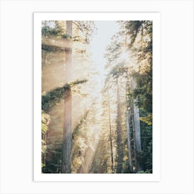 Redwood Forest Dreams Art Print