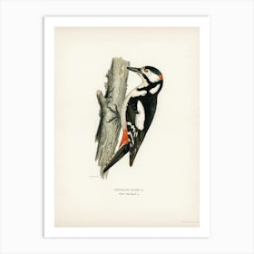 Great Spotted Woodpecker Male (Dryobates Major), The Von Wright Brothers Art Print