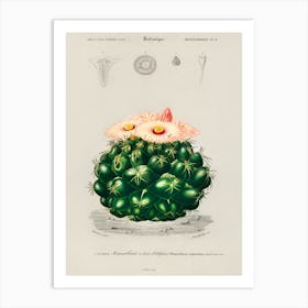 Starry Ball (Mammillaria Elephantidens), Charles Dessalines D' Orbigny Art Print