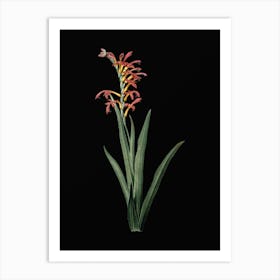 Vintage Antholyza Aethiopica Botanical Illustration on Solid Black Art Print